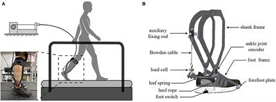 Improving Walking Economy With an Ankle Exoskeleton Prior to Human-in-the-Loop Optimization